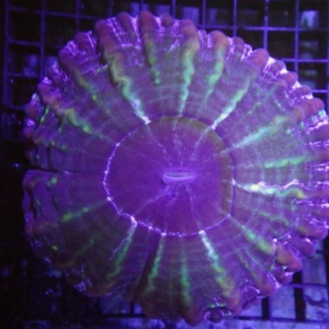 Indophyllia