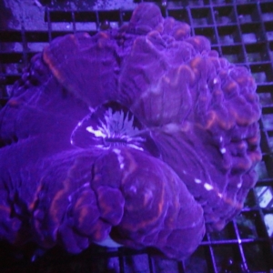 Indophyllia