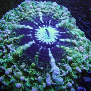 Indophyllia