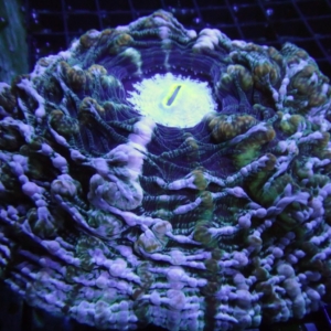 Indophyllia