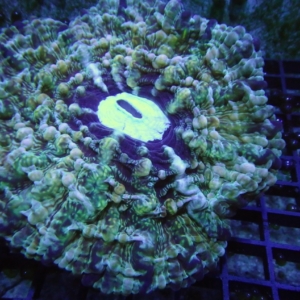 Indophyllia