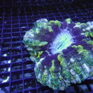 Indophyllia