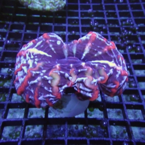 Indophyllia