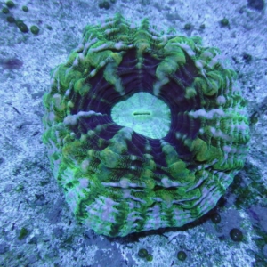 Indophyllia