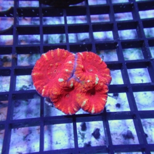 Scolymia vitensis