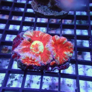 Scolymia vitensis