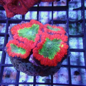 Blastomussa