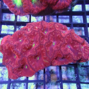 Blastomussa