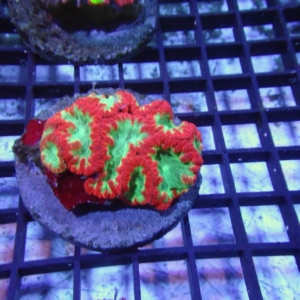 Blastomussa