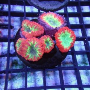 Blastomussa