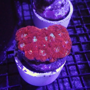 African Acanthastrea