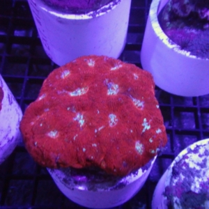 African Acanthastrea