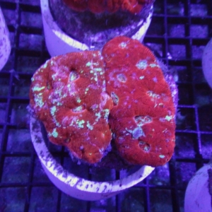 African Acanthastrea