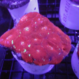 African Acanthastrea