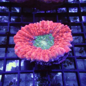 Lobophyllia