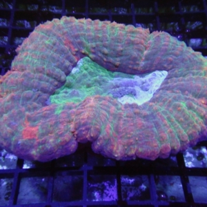 Lobophyllia