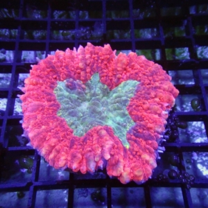 Lobophyllia