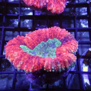 Lobophyllia