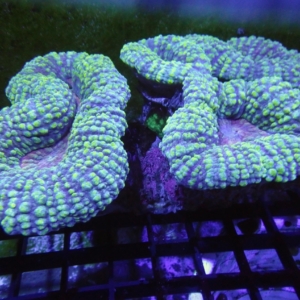 Lobophyllia