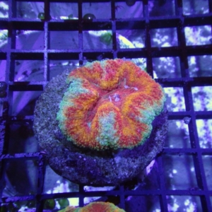 Symphyllia