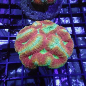 Symphyllia