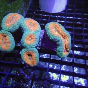 Branching Lobophyllia