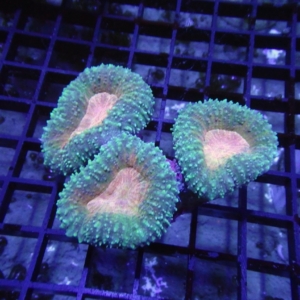 Branching Lobophyllia