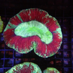 Indo Trachyphyllia
