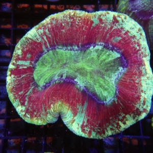Indo Trachyphyllia
