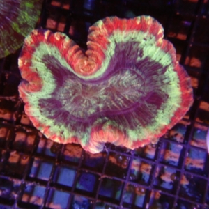 Indo Trachyphyllia