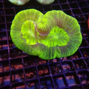Indo Trachyphyllia