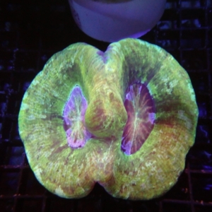 Indo Trachyphyllia