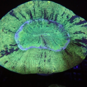 Indo Trachyphyllia