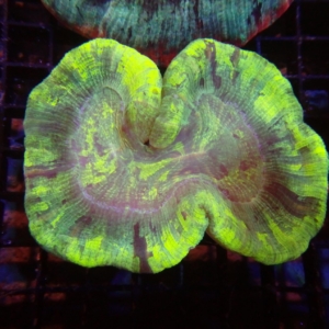 Indo Trachyphyllia