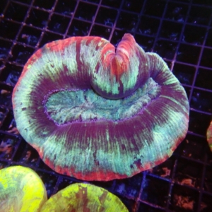 Indo Trachyphyllia