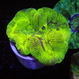 Indo Trachyphyllia