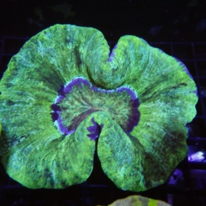 Indo Trachyphyllia