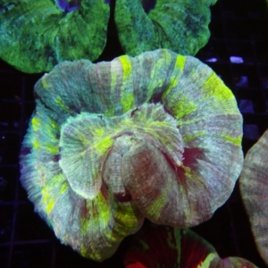 Indo Trachyphyllia