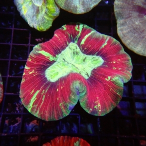 Indo Trachyphyllia