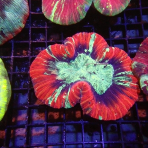 Indo Trachyphyllia