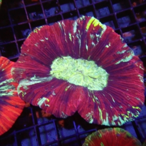 Indo Trachyphyllia