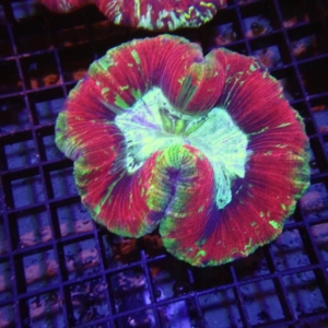 Indo Trachyphyllia