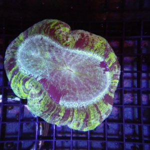 Indo Trachyphyllia