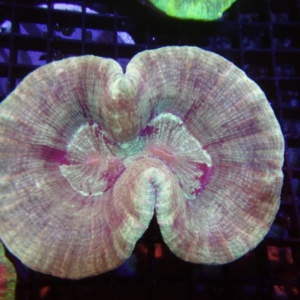 Indo Trachyphyllia