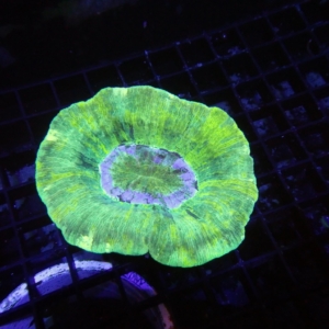 Indo Trachyphyllia