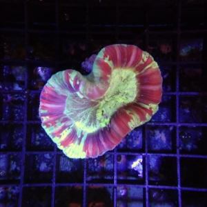 Fiji Trachyphyllia