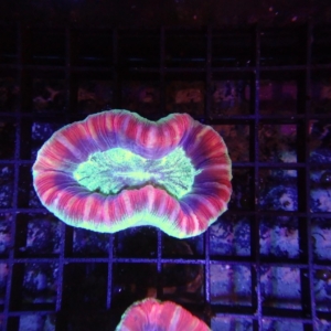 Fiji Trachyphyllia