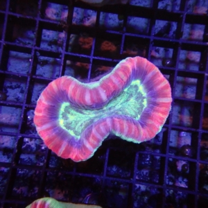 Fiji Trachyphyllia