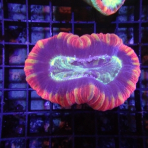 Fiji Trachyphyllia