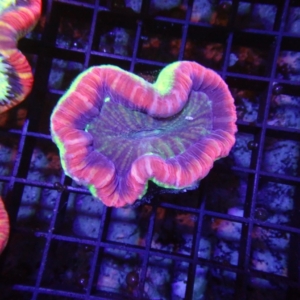 Fiji Trachyphyllia